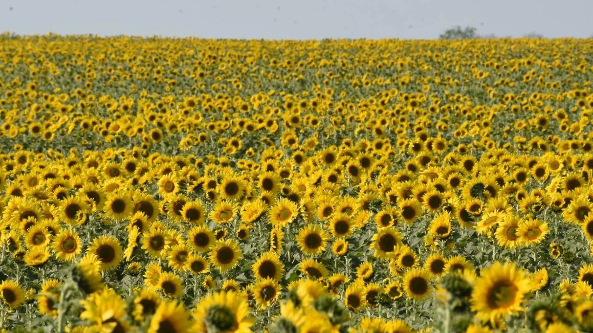 Este paisaje amarillo ya está listo para recibir visitantes en González, Tamaulipas